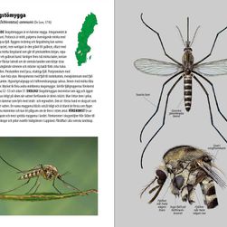 Stickmyggor i Nordeuropa, uppslag. Bild: Disa Eklöf.