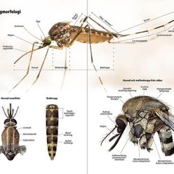 Stickmyggor i Nordeuropa, morfologi. Foto: Anders Lindström.